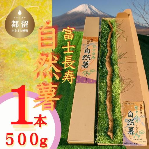 『特選！』自然な直掘り　山の風味濃厚 富士長寿自然薯　1本500g